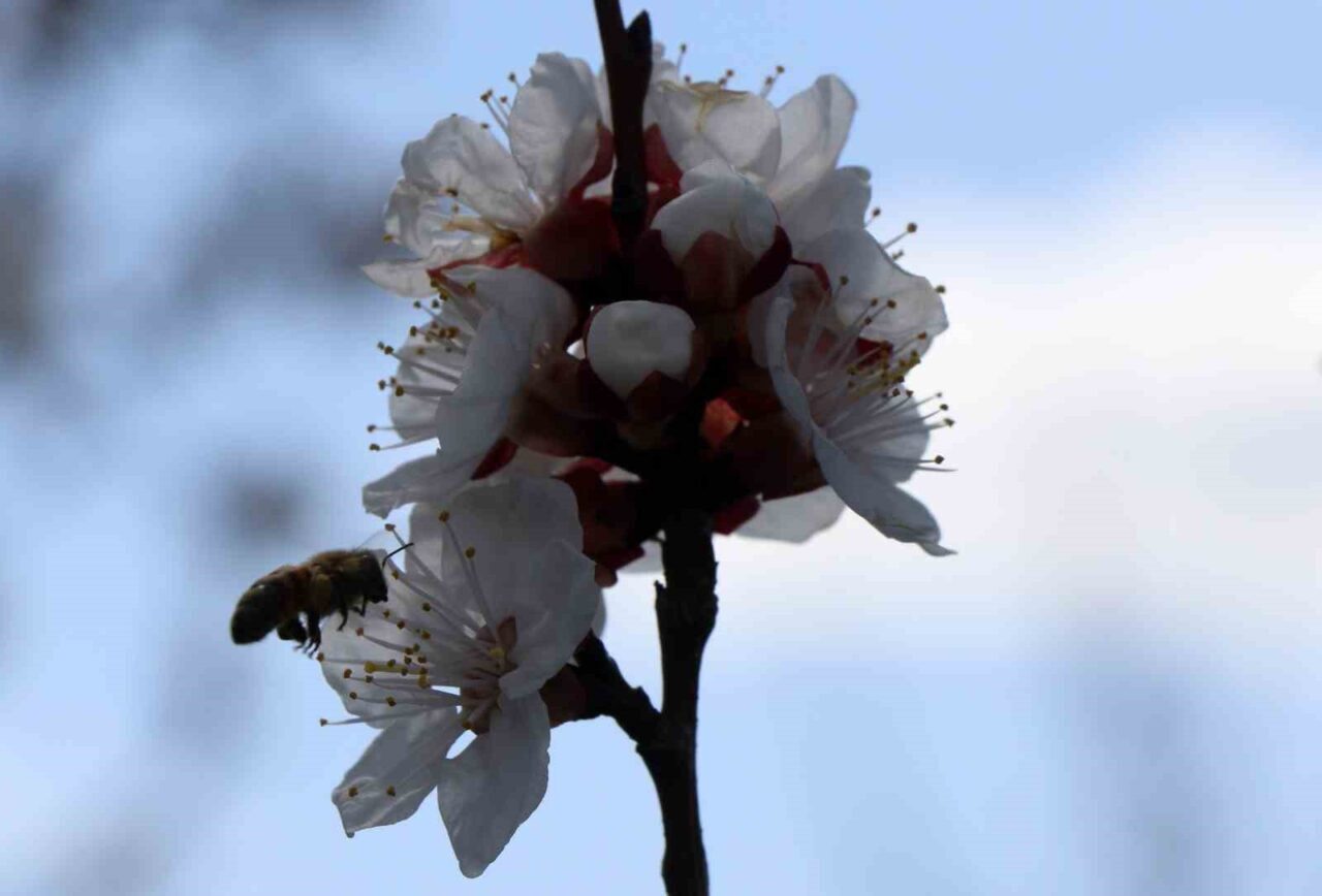 Alerji Hastalıkları Uzmanı Doç. Dr. Sakine Işık, arı sokmalarına karşı