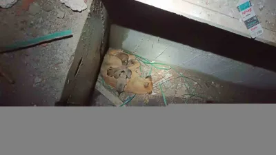 Erzurum'da Palandöken ilçesinde inşaatta mahsur kalan yavru köpekler ve annesi,