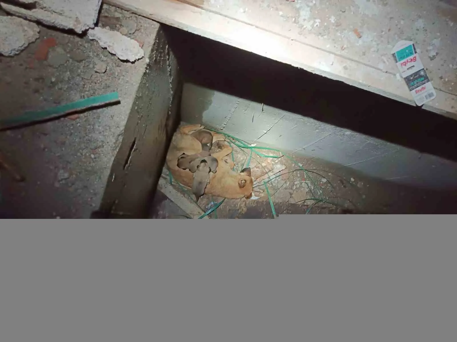 Erzurum'da Palandöken ilçesinde inşaatta mahsur kalan yavru köpekler ve annesi,