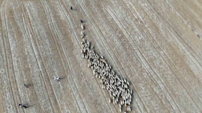 Bayburt’ta ilkbaharın gelmesi ile birlikte koyunlar yaylalara götürülüyor. Demirözü ve