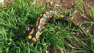 Kemaliye'de koruma altındaki Anadolu Benekli Semenderi, baharla birlikte ortaya çıktı.