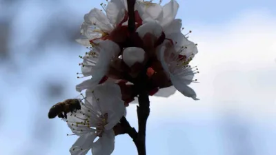 Bayburt'ta ilkbahar geldiğinde arıcılar kovan bakımlarını yapıp arıları özgürlüğüne kavuşturdu.