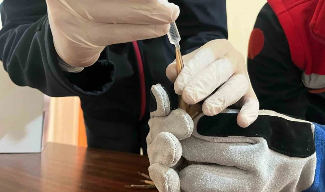 Erzurum’un Karayazı ilçesinde yaralı ve bitkin halde bulunan balaban kuşu