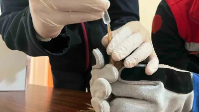 Erzurum’un Karayazı ilçesinde yaralı ve bitkin halde bulunan balaban kuşu