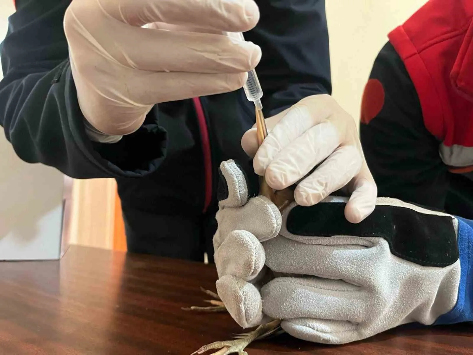 Erzurum’un Karayazı ilçesinde yaralı ve bitkin halde bulunan balaban kuşu