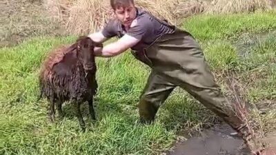 Erzurum’da itfaiye ekipleri ihbar üzerine bataklığa saplanan koyunu kurtardı. Erzurum-Pasinler