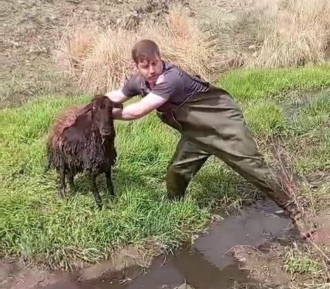 Erzurum’da itfaiye ekipleri ihbar üzerine bataklığa saplanan koyunu kurtardı. Erzurum-Pasinler