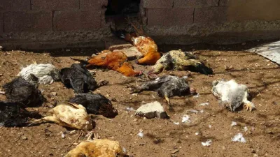 Gercüş ilçesinde, ailenin geçim kaynağı olan 80 tavuk, kümese giren