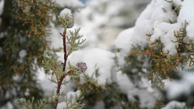 Hava sıcaklığının sıfırın altına düştüğü Bayburt’ta bahar ayında kıştan kalma