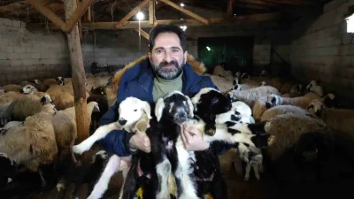 Bayburt'taki besiciler, yeni doğan oğlak ve kuzuları büyütme telaşıyla meşgul.