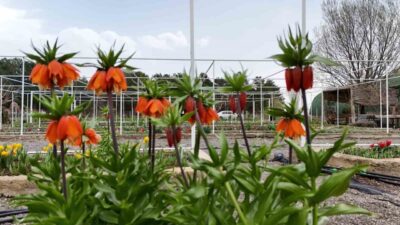 Britanya’dan Erzincan’a gelen bilim insanları, Erzincan Bahçe Kültürleri Araştırma Enstitüsü’nde