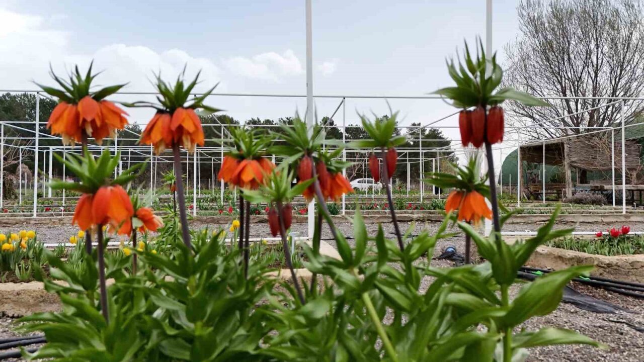 Britanya’dan Erzincan’a gelen bilim insanları, Erzincan Bahçe Kültürleri Araştırma Enstitüsü’nde