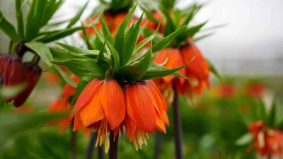 Türkiye'deki tek ters lale koleksiyon bahçesinde 38 tür yer alıyor.