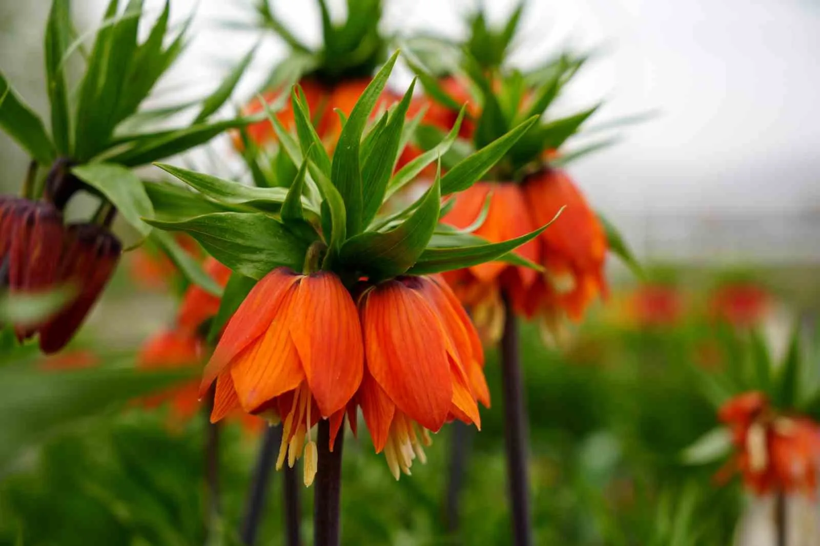 Türkiye'deki tek ters lale koleksiyon bahçesinde 38 tür yer alıyor.