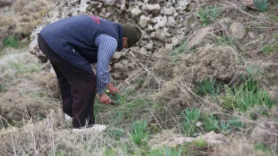 Erzincan'da çiriş otu dağlarda ve pazarda ilgi çekiyor. Yerli halkın