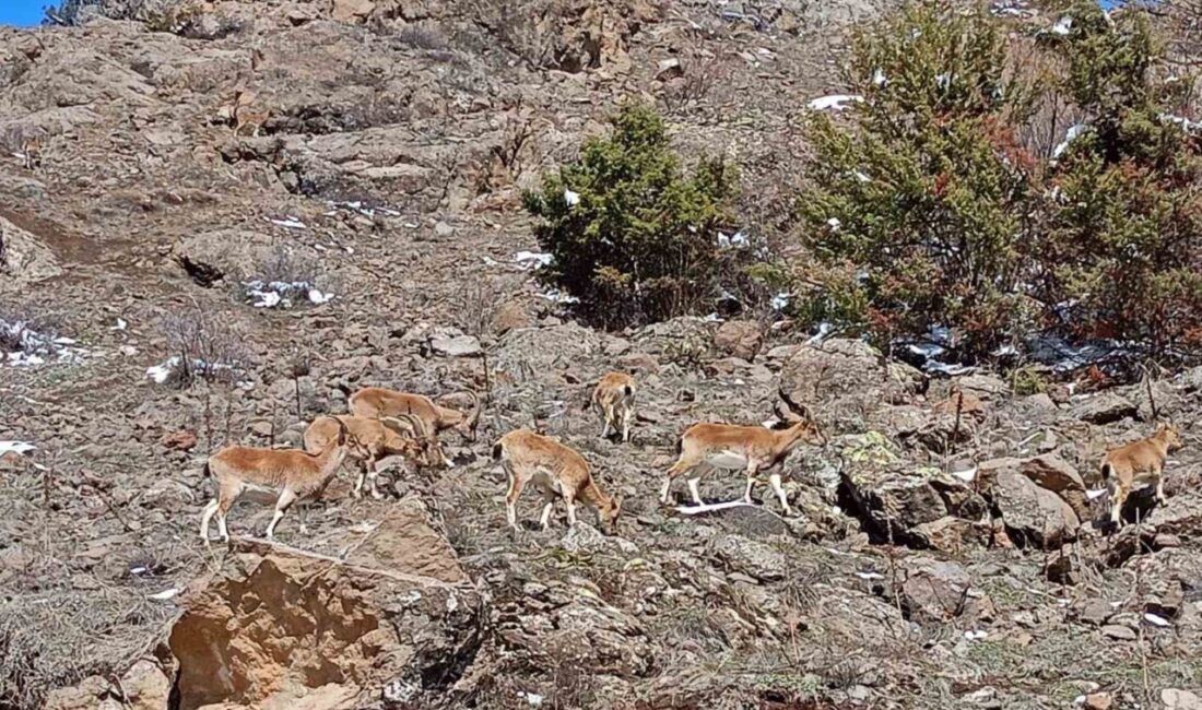 Doğanın uzman tırmanıcıları olarak bilinen dağların süsü dağ keçileri, Bayburt’un