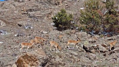 Doğanın uzman tırmanıcıları olarak bilinen dağların süsü dağ keçileri, Bayburt’un