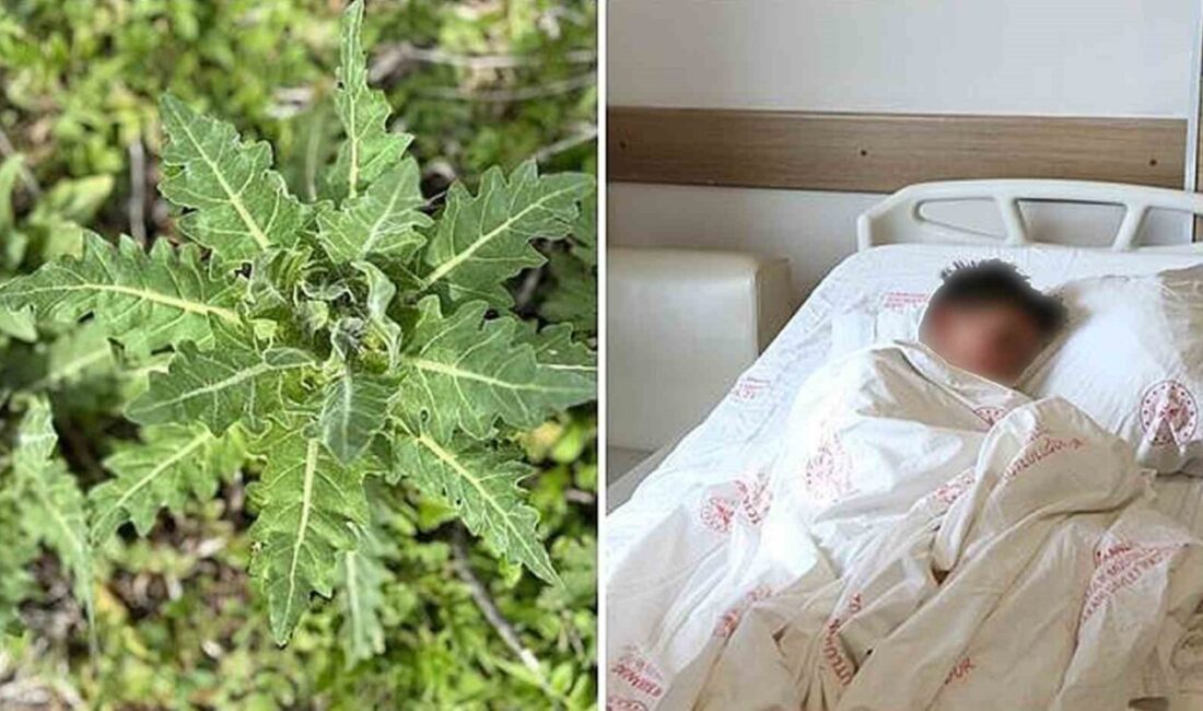 Doğu Anadolu’ya özgü endemik bir tür olan deli bat bat