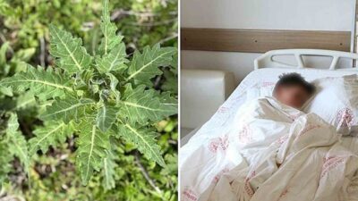 Doğu Anadolu’ya özgü endemik bir tür olan deli bat bat