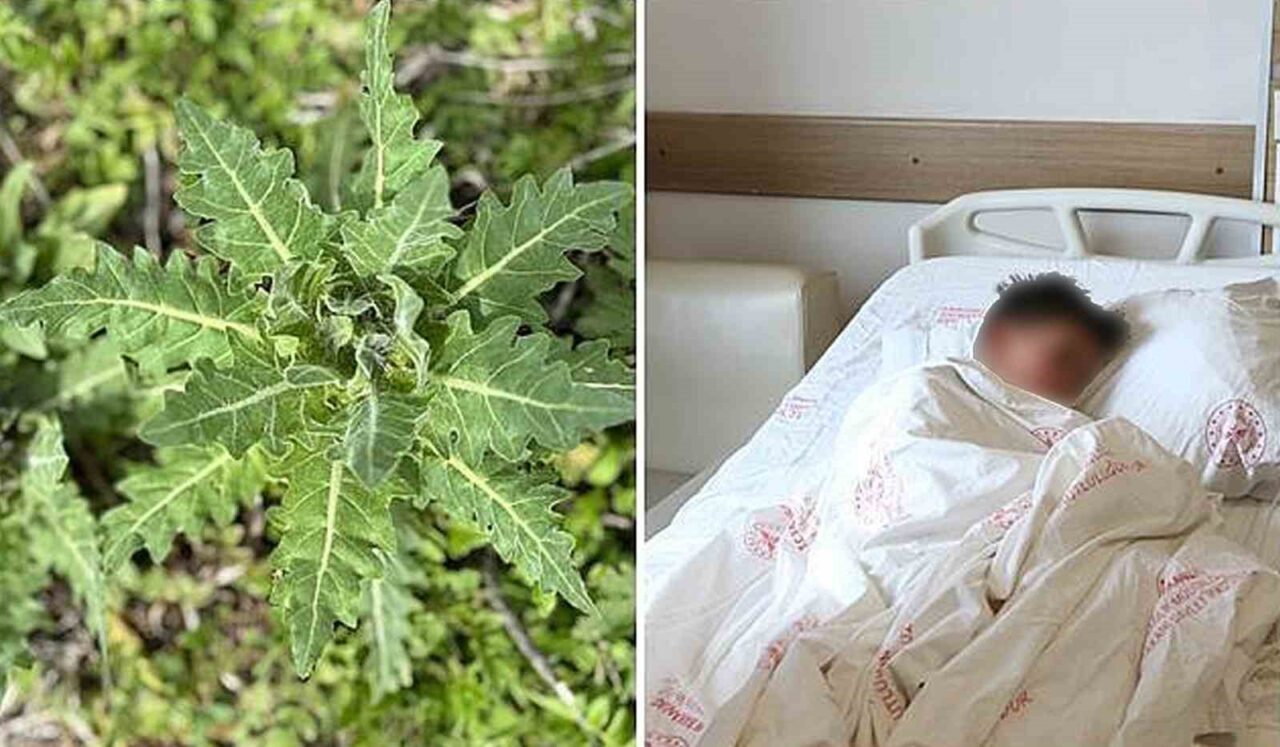Doğu Anadolu’ya özgü endemik bir tür olan deli bat bat