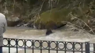 Rize'de Fırtına Deresi'ne düşen domuz, akıntıyla mücadele ederken vatandaşlar kurtarmaya