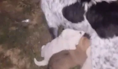 Çaycuma, Zonguldak'ta dereye düşen yavru köpeği, itfaiye ekipleri kurtardı. Yavru