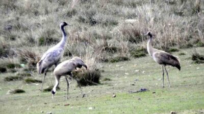 Türkülere ilham kaynağı olan nesli tükenme tehlikesi altındaki allı turnalar,