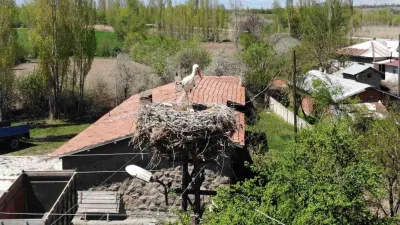 Erzincan Mertekli Köyü'nde 22 yıldır aynı elektrik direğine yuva yapan
