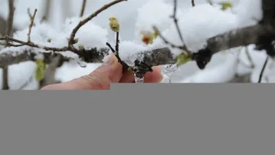 Meteorolojiden Erzincan için zirai don uyarısında bulunuldu. Meteoroloji 12. Bölge