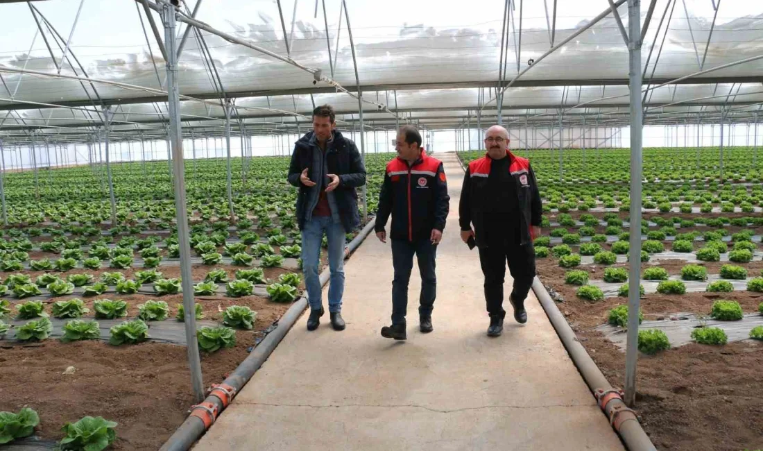 Erzincan’da şubat ayında dikilen marullar hasada hazırlanıyor. Erzincan’da hızla büyüyen