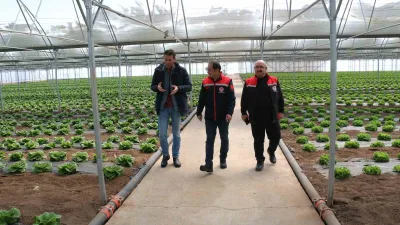 Erzincan’da şubat ayında dikilen marullar hasada hazırlanıyor. Erzincan’da hızla büyüyen