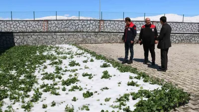 Erzincan ve ilçelerinde Nisan ayında meydana gelen kar yağışı ve