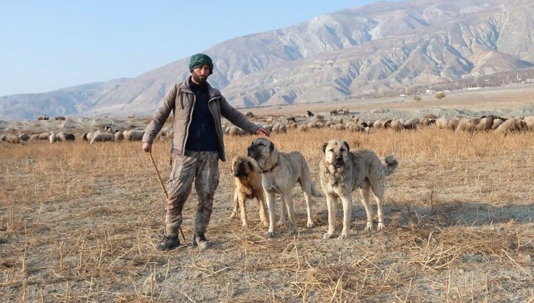Erzincan’da kış mevsiminin ardından hayvanlarını meralara çıkarmaya başlayan besiciler, yüksek