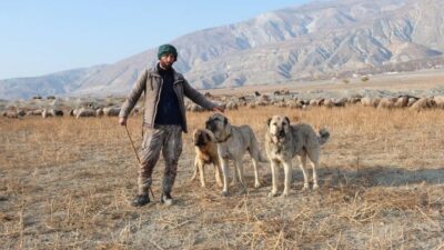 Erzincan’da kış mevsiminin ardından hayvanlarını meralara çıkarmaya başlayan besiciler, yüksek