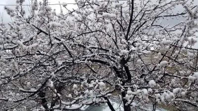 Erzincan’da nisan ayında yağan kar, çiçek açan meyve ağaçlarını kar