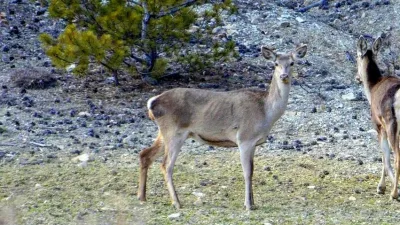 Erzincan’ın Refahiye ilçesinde doğada beslenen iki kızıl geyik havadan görüntülendi.