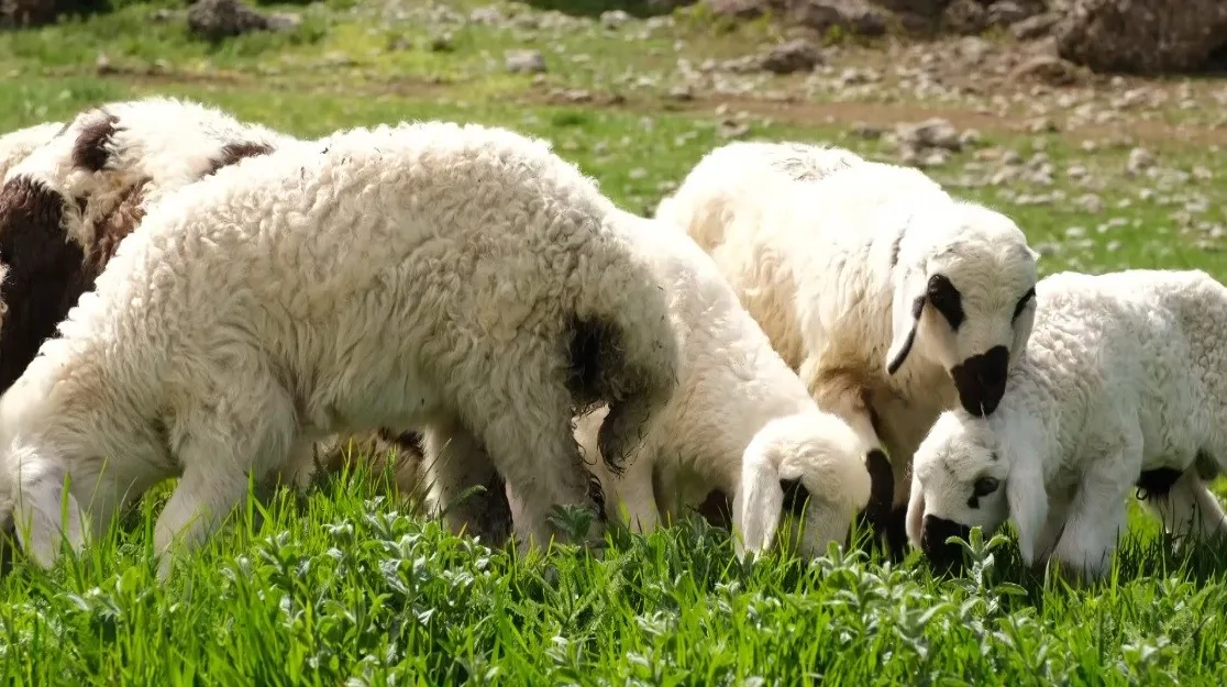 Erzincan'da ilkbaharın gelmesiyle meralar yeşerdi, hayvanlarını otlatan çiftçiler sevinçli. Kışın