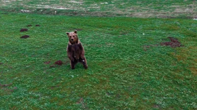 Erzincan’ın Refahiye ilçesinde kış uykusundan uyanan ayı, hafif kar yağışı