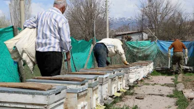 Erzincan'da baharın gelmesiyle arıcılar kovan bakımlarını yaparak arıları özgürlüğüne kavuşturdu.