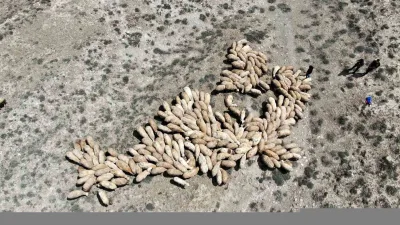 Erzincan'da yapılan mera ihalesinde 43 mera sürü sahiplerine kiralandı. Tarım