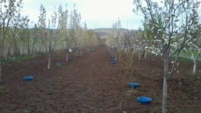Erzincan’da meyve bahçelerinde ekonomik kayıplara yol açan baklazınnı zararlısına karşı
