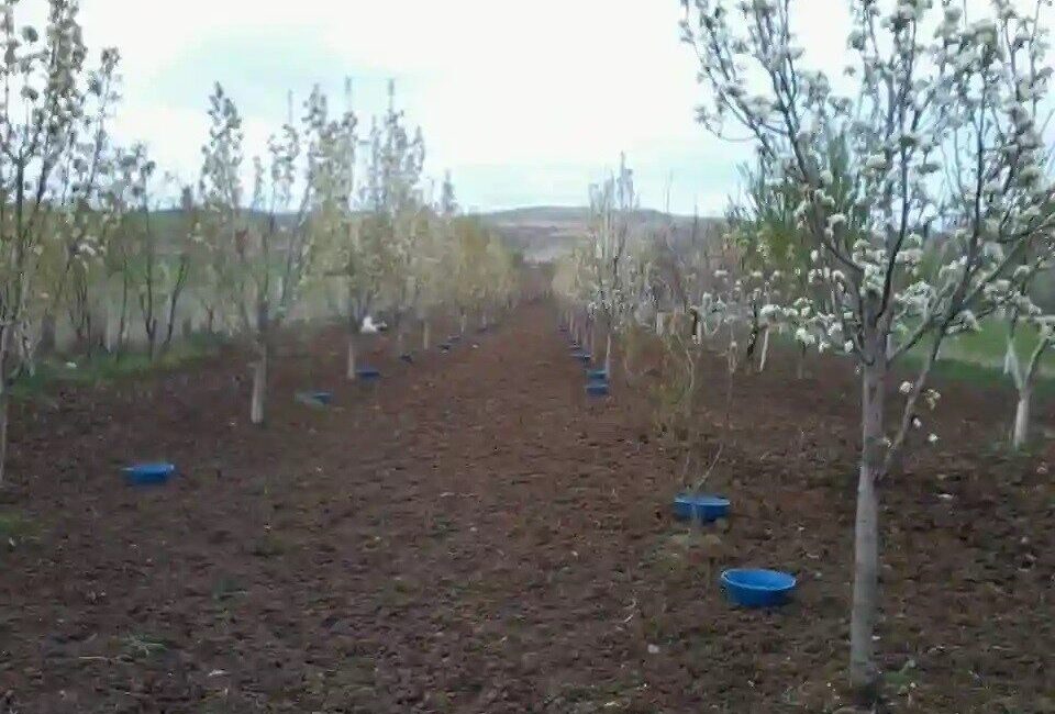 Erzincan’da meyve bahçelerinde ekonomik kayıplara yol açan baklazınnı zararlısına karşı