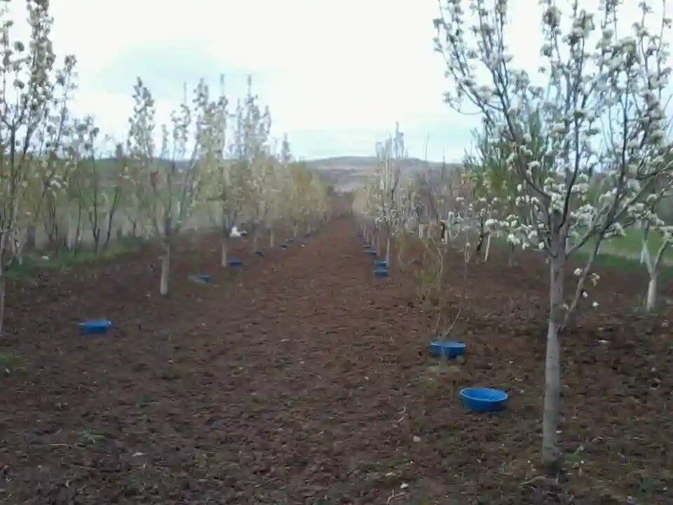 Erzincan’da meyve bahçelerinde ekonomik kayıplara yol açan baklazınnı zararlısına karşı