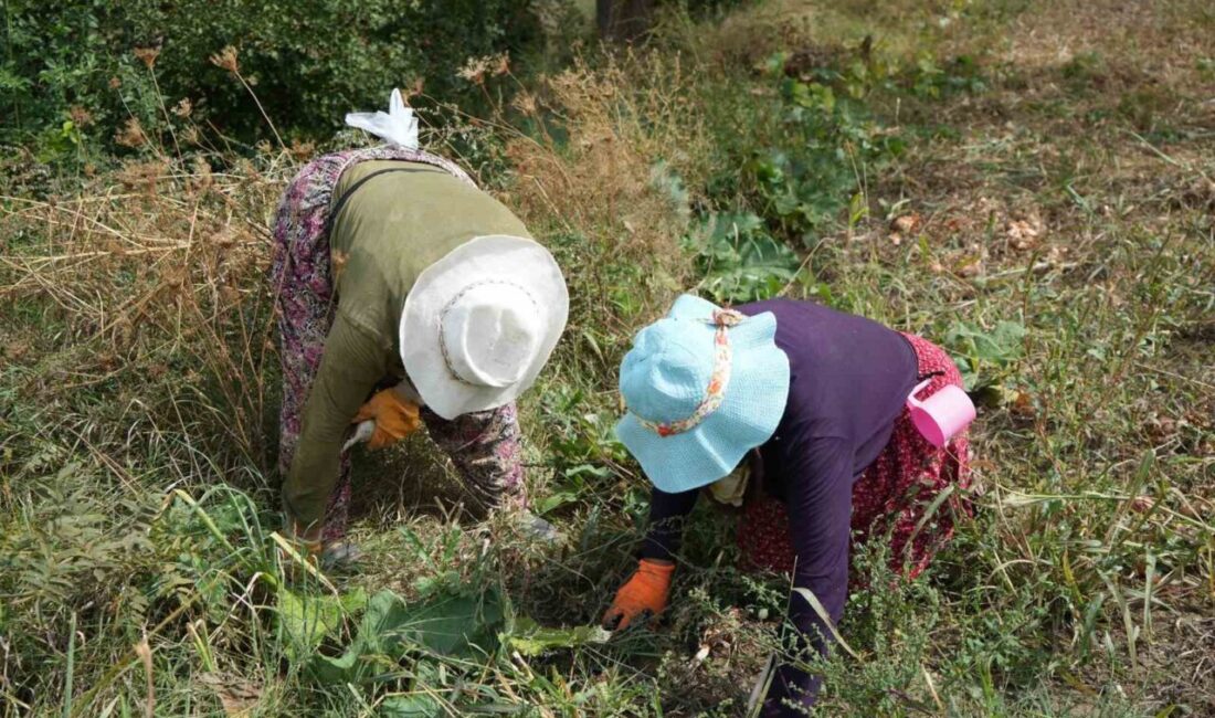 “Patates diyarı” olarak bilinen Erzincan’ın Çayırlı ilçesinde üreticiler patates ekimine