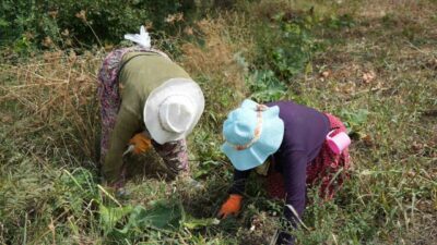 “Patates diyarı” olarak bilinen Erzincan’ın Çayırlı ilçesinde üreticiler patates ekimine