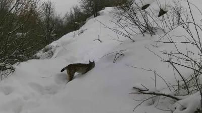 Erzincan'da yaban hayvanları fotokapana takıldı. Bölgedeki vaşak, kurt, ayı, yaban