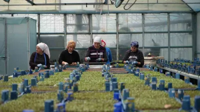 Erzincan’ın yüksek kesimlerinde kar yağışı görülürken zirai don tehlikesine karşı