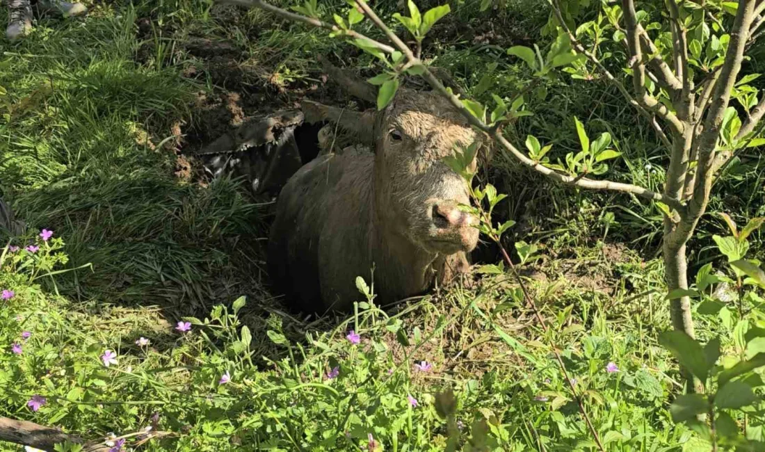 Kastamonu’nun Cide ilçesinde foseptik çukuruna düşen inek, iş makinesi yardımıyla