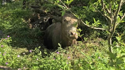 Kastamonu’nun Cide ilçesinde foseptik çukuruna düşen inek, iş makinesi yardımıyla