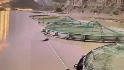 Gümüşhane’de gündüz vakti somon üretim tesisine girerek balıkları yiyen aç